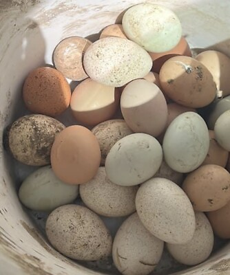 #ad 6 Eggs Heritage Turkeys Eggs ￼ Fertile ￼