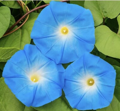 #ad UNTREATED Heavenly Blue Morning Glory Seeds I. tricolor 15 Pounds