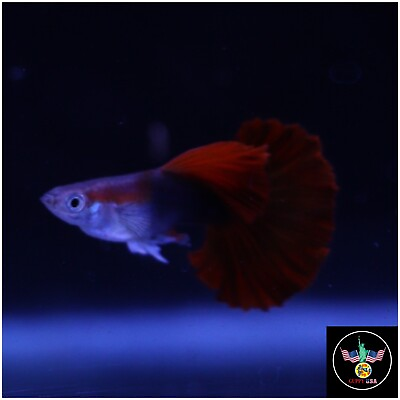 #ad 1 Male HB Red Rose Guppy Grade A Quality Live Fish USA Seller