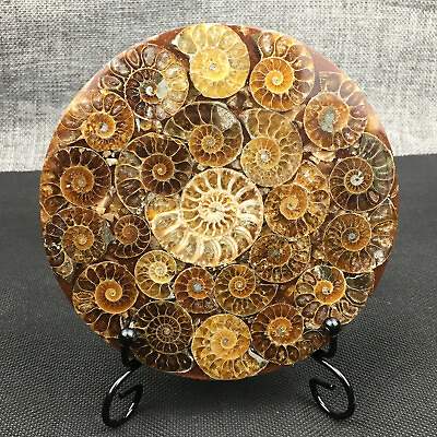 #ad Natural Ammonite Disc Fossil Conch Specimen Crystal Healing Reiki Stand 1PC