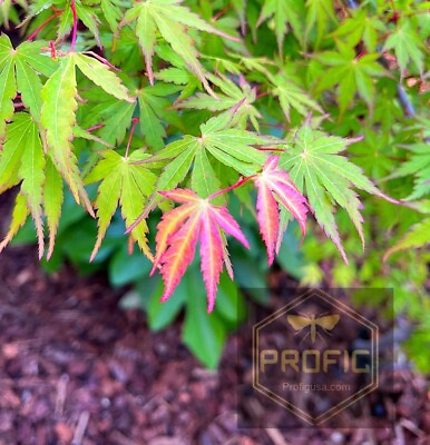 #ad Japanese Maple Tree Live Plant. Green Acer Palmatum 18”