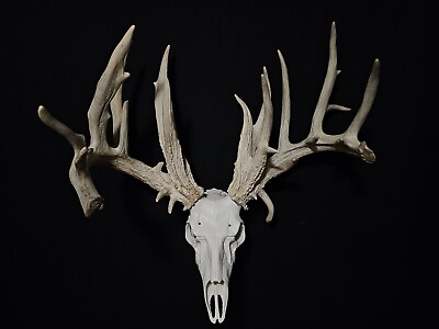 #ad HUGE 233quot; Whitetail Deer Shed Antlers Skull 25 Point Buck Wedding Decor Cabin