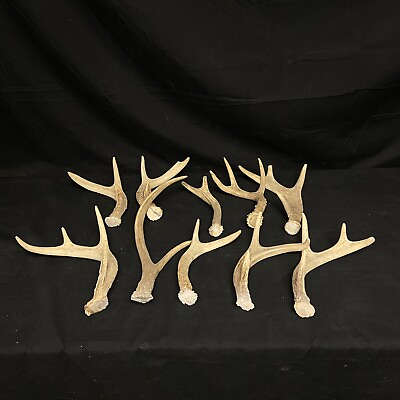 #ad Bulk Whitetail Deer Antlers Lot Of 10 Crafts Mancave Cabin Decor