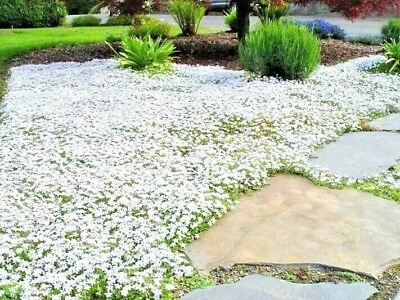 #ad 501SNOW IN SUMMER Flower Seeds Perennial Flowering Groundcover Drought Tolerant